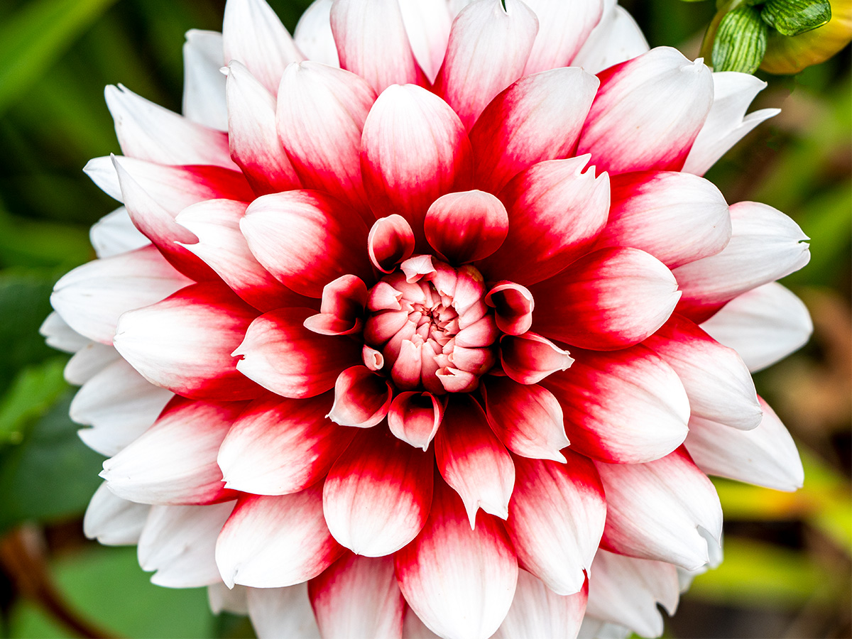 White & Red Dahlia Flower