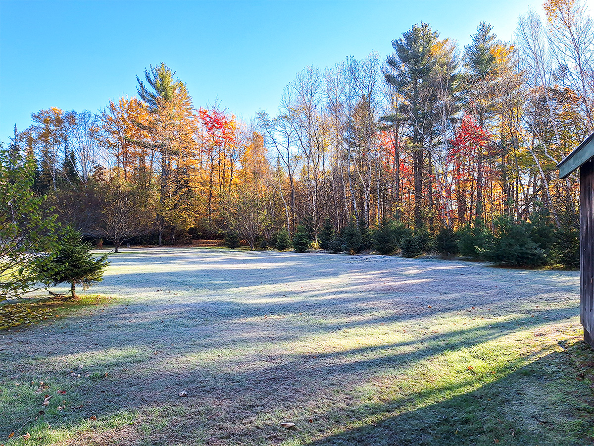 Frost Covered Grass in Back Yard