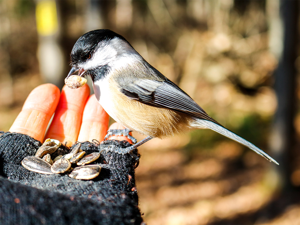 Hand Feeding Chickadees