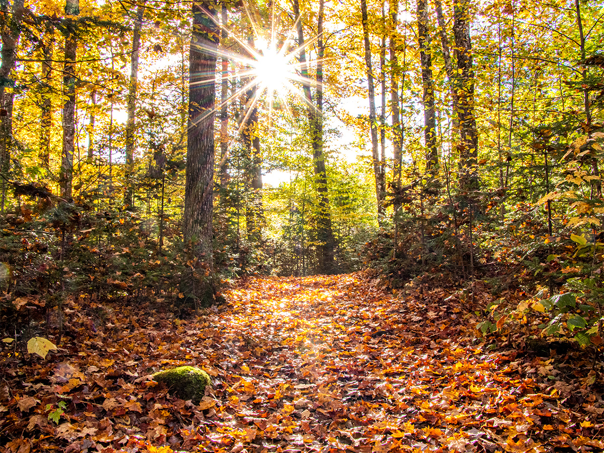 Autumn in Maine