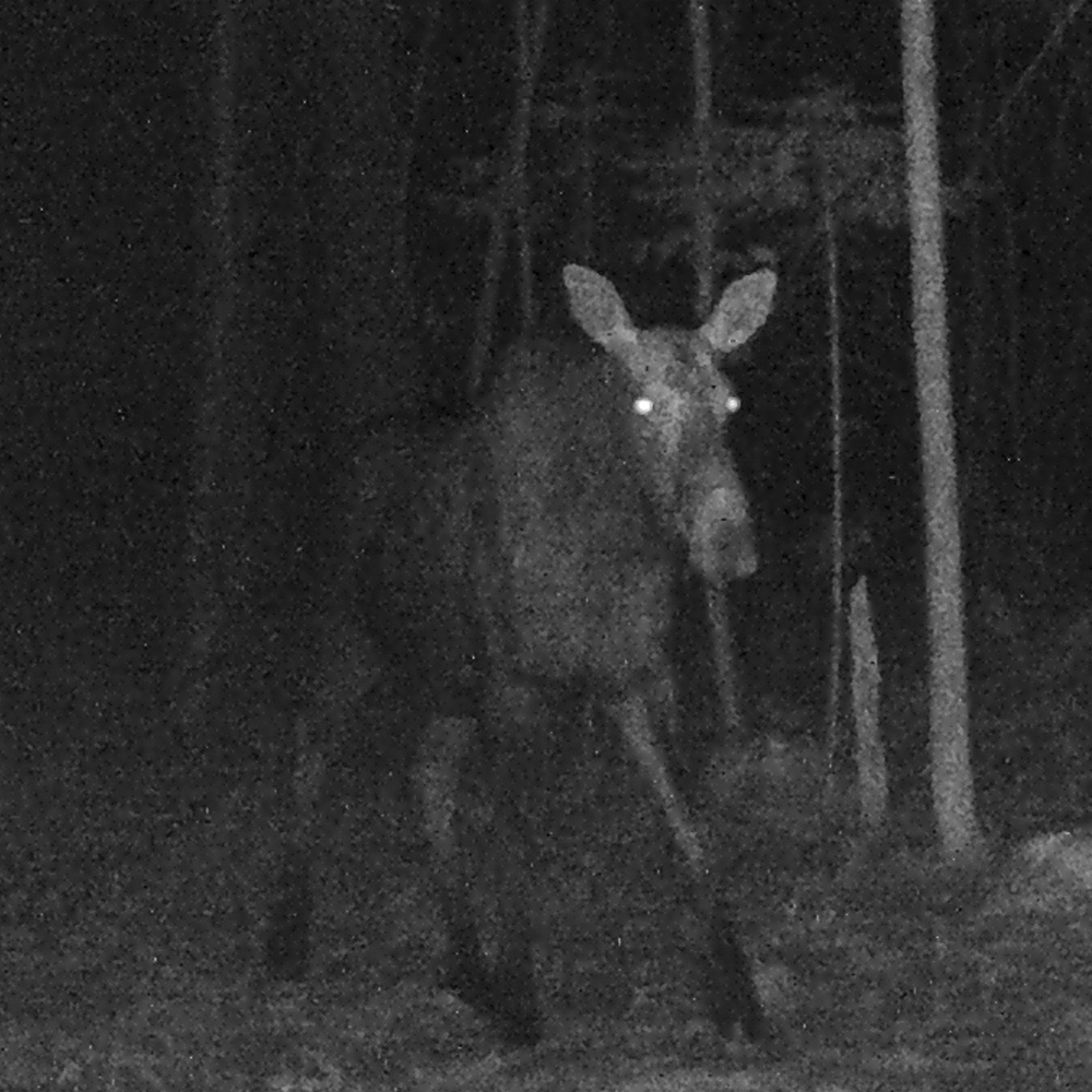 Moose On Trail Cam