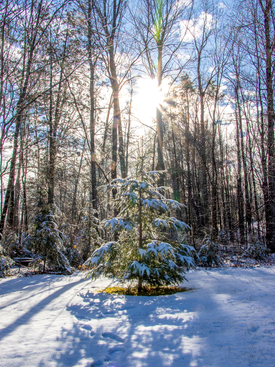 Snow Covered Balsam Fir Tree in Maine