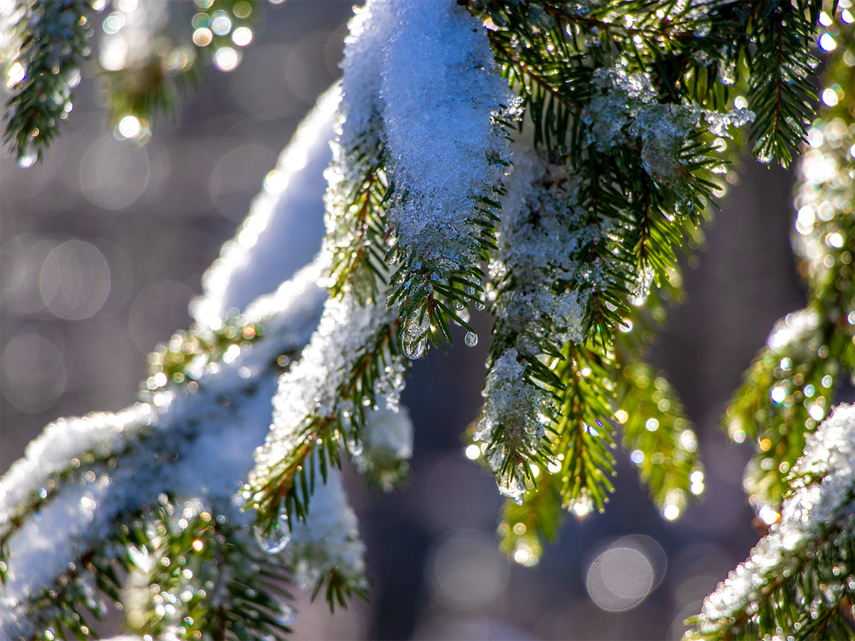 Snow Covered Pine Needles