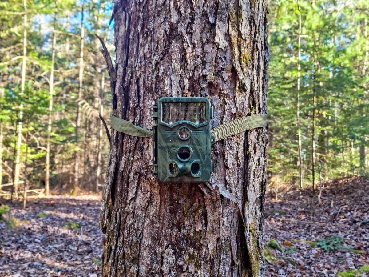 Vikeri Trail Cam