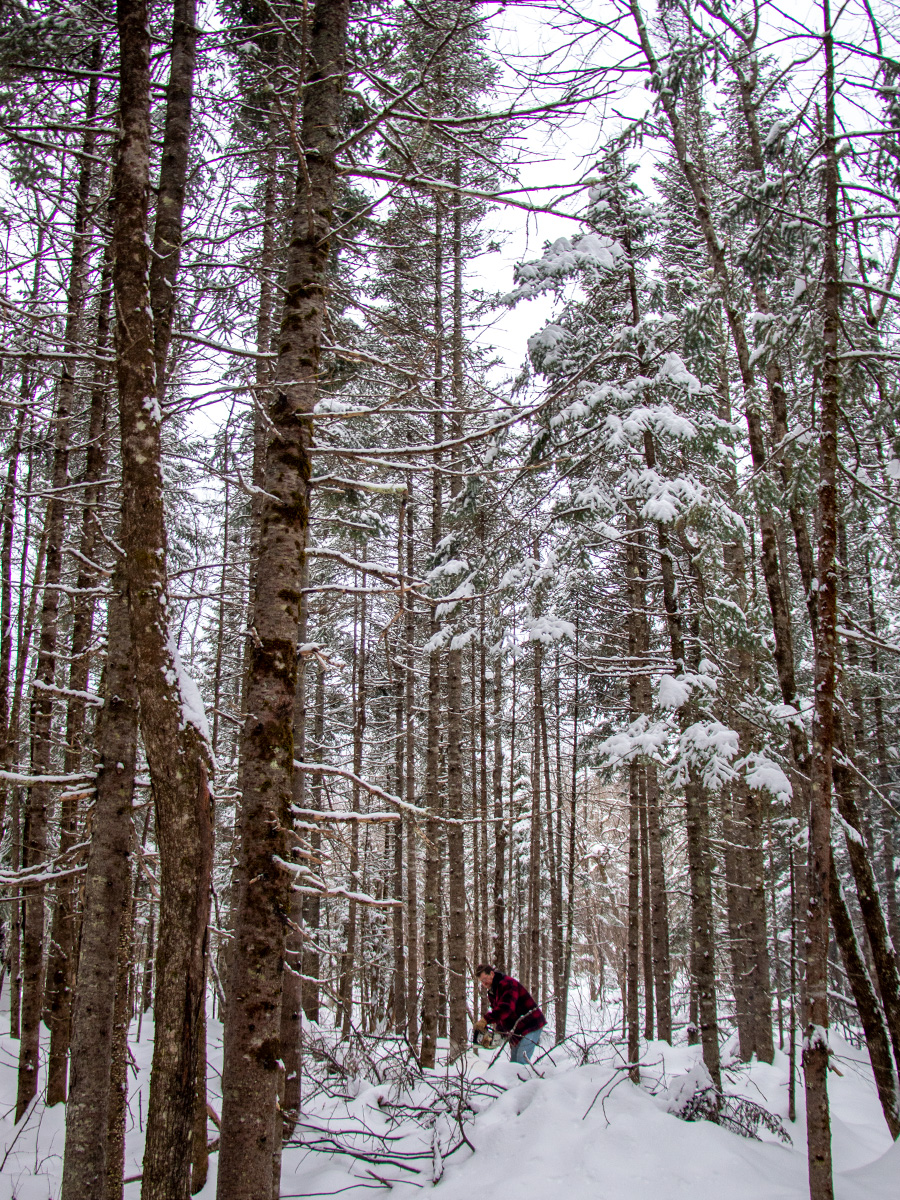 Tall Balsam Fir Pine Trees in Maine