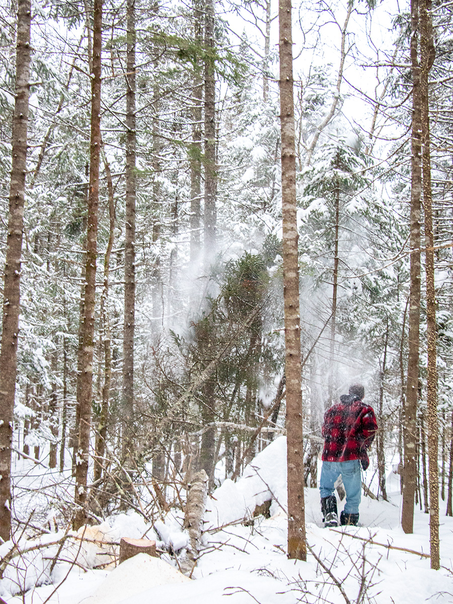 Cutting Christmas Tree in Forest