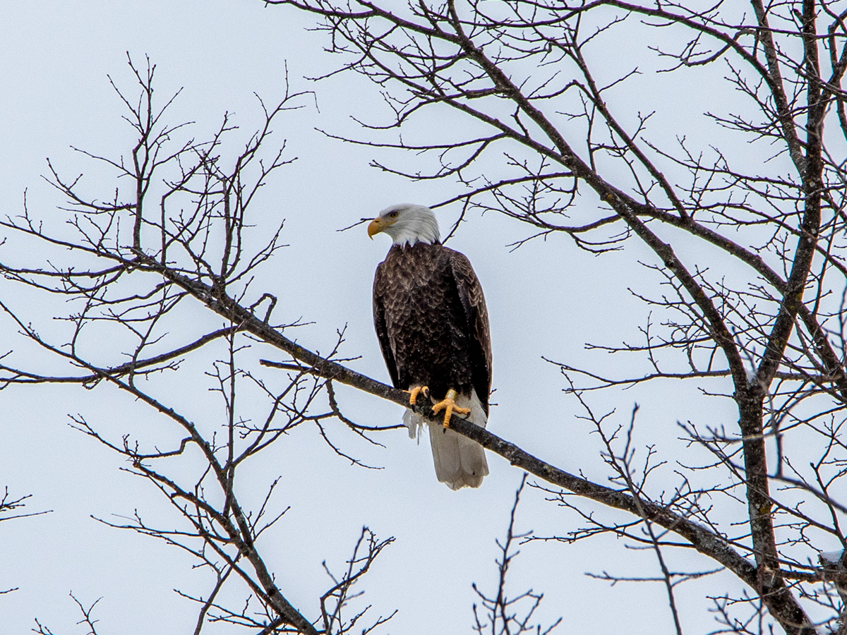 Bald Eagle in Maine