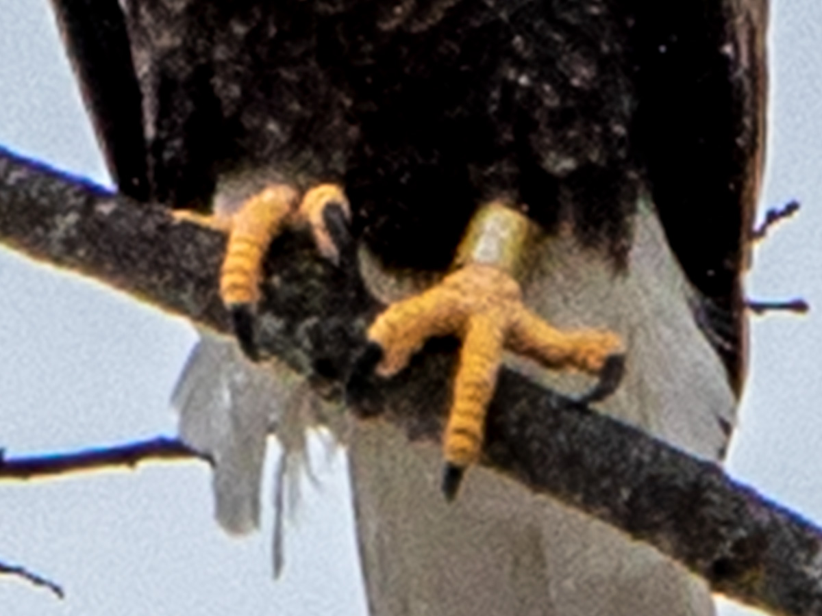 Bald Eagle Band in Maine