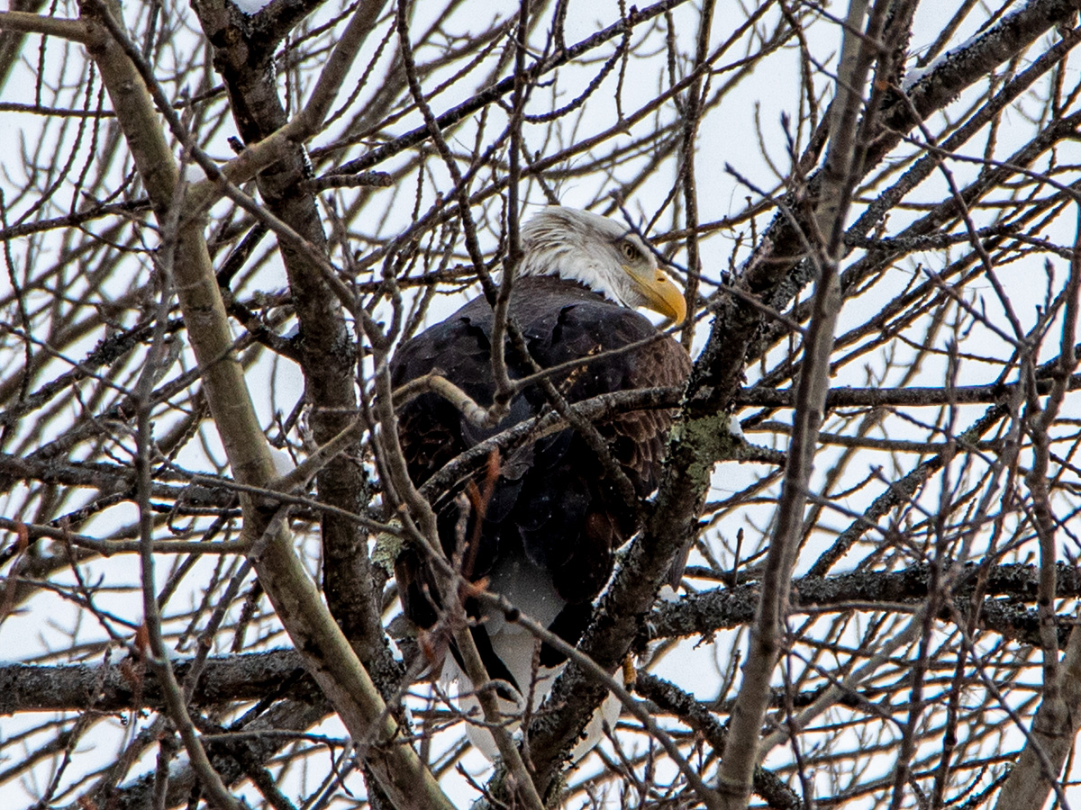 Bald Eagle Perched in Farmington, Maine