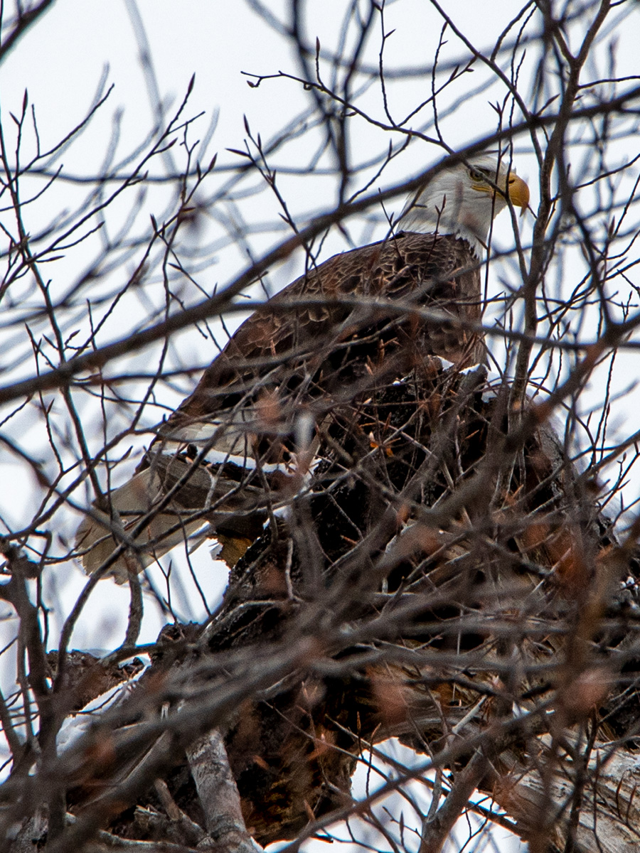 Bald Eagle in Tree