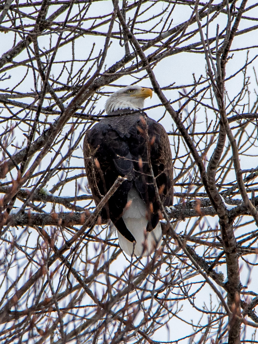 Banded Bald Eagle in Maine