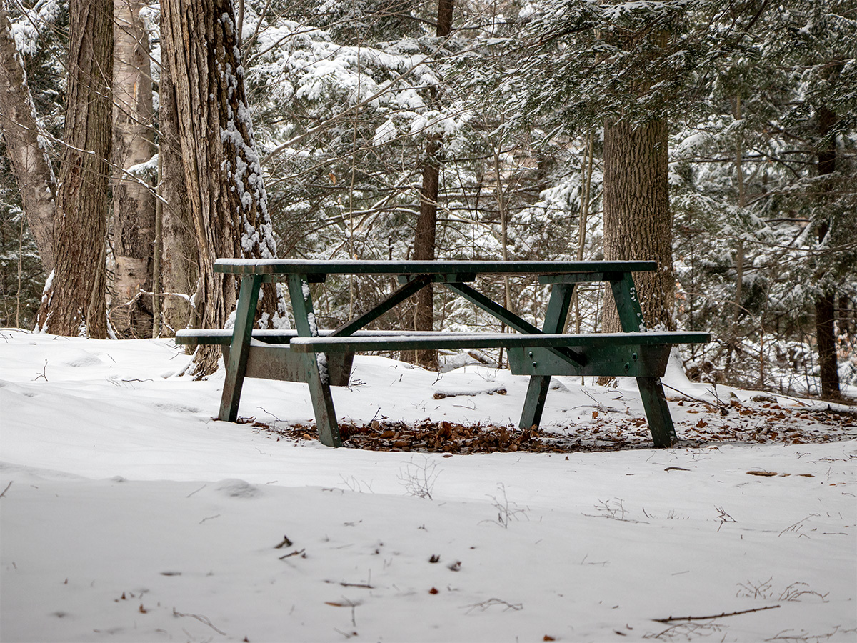 Picnic Table in Bonney Woods