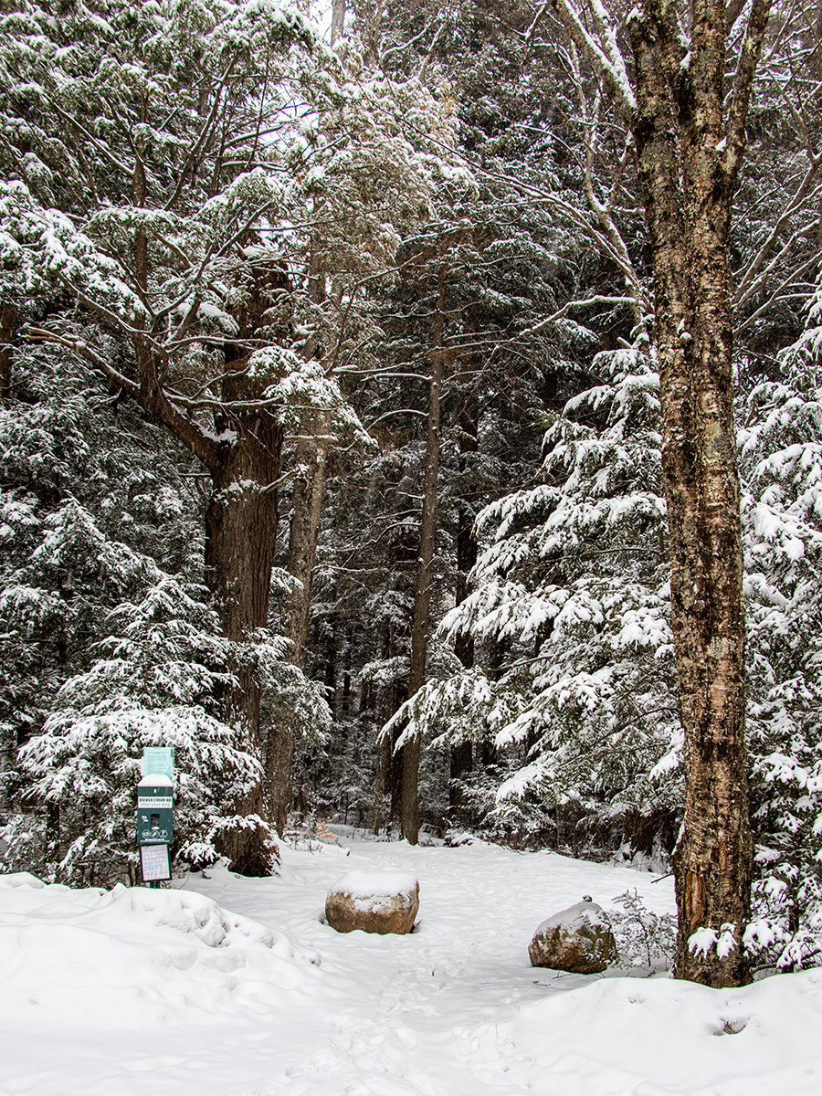 Bonney Woods Forest Entrance