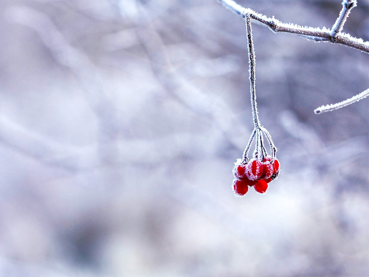 Winter Berries