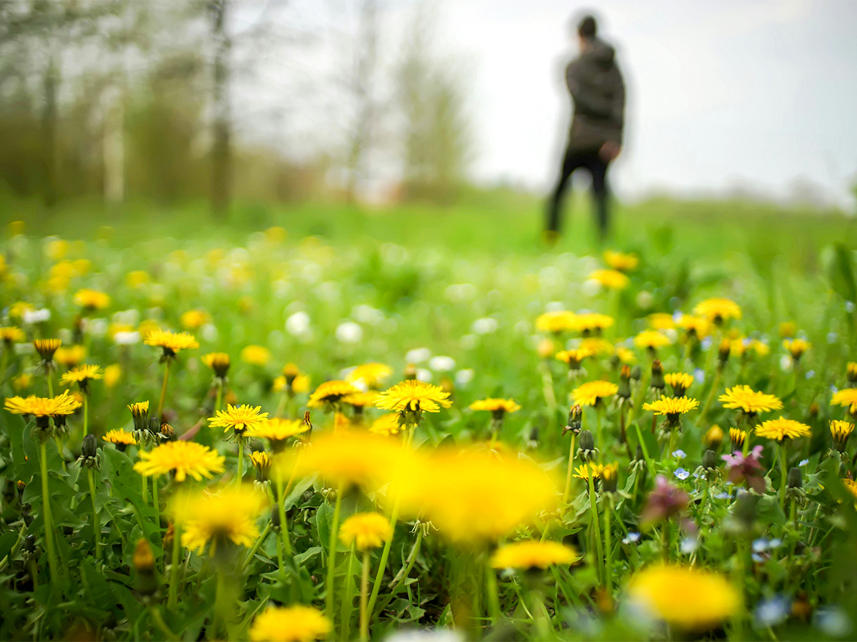 Dandelions in Grass