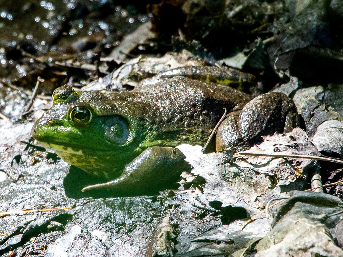 American Bullfrog in Maine