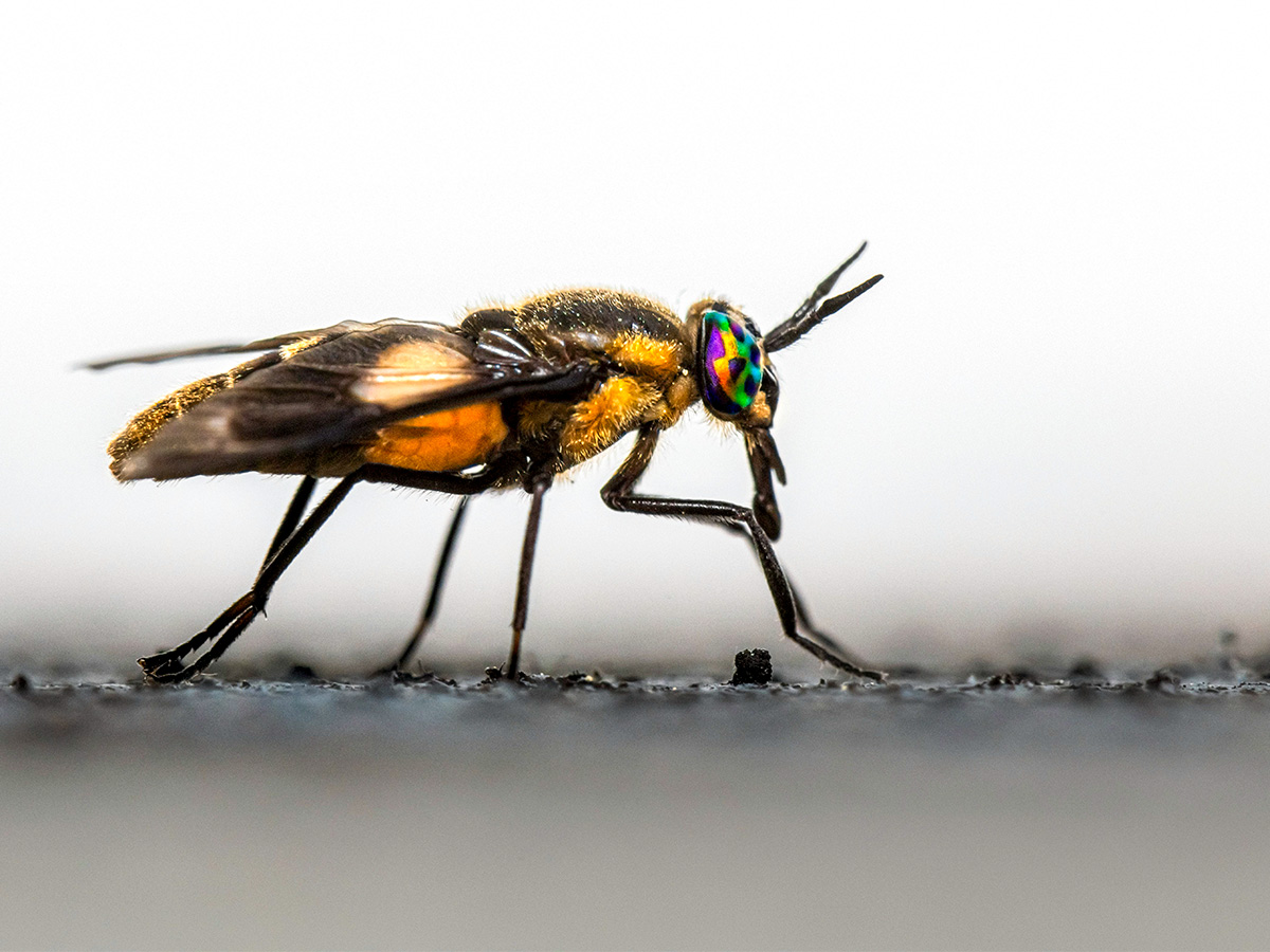 Deer Fly