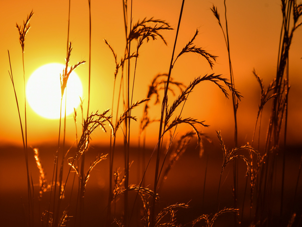 Hot Summer Sun Over Field