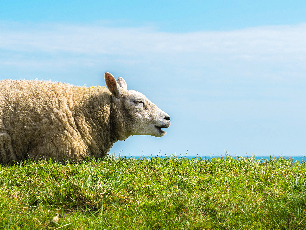 Sheep in a Field