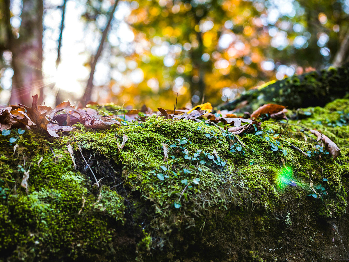 Moss & Autumn Leaves