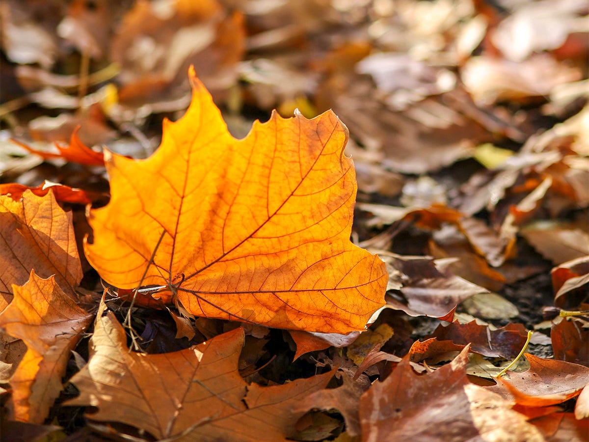 Dried Leaves