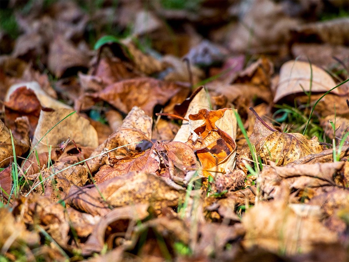 Dry Crunchy Leaves