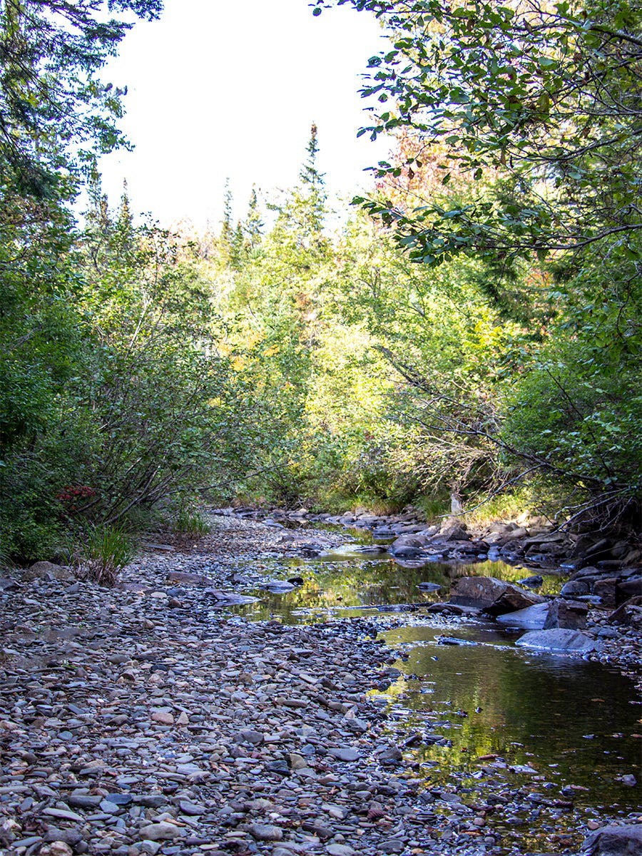 Nearly Dried Brook