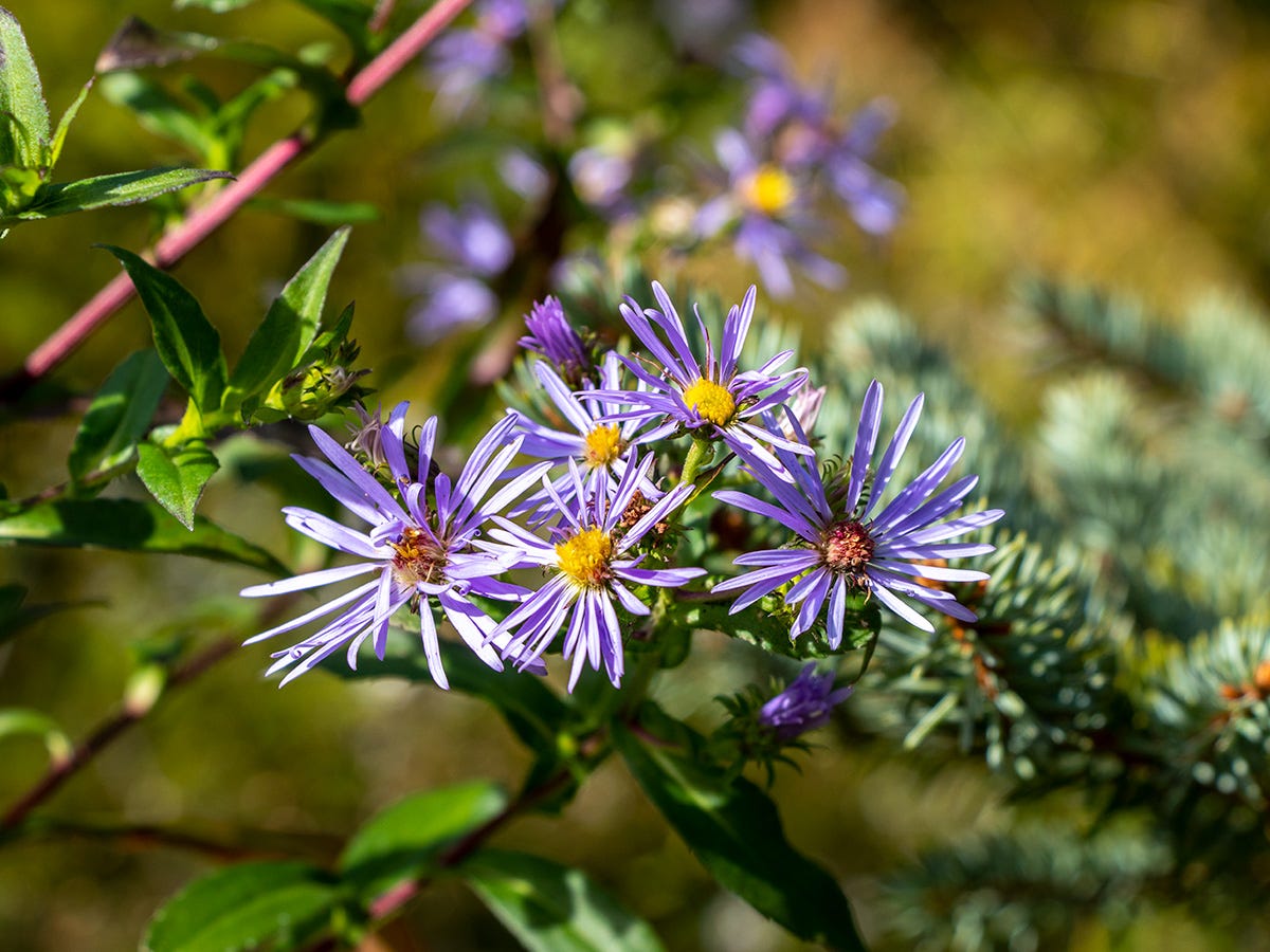 Purple Aster