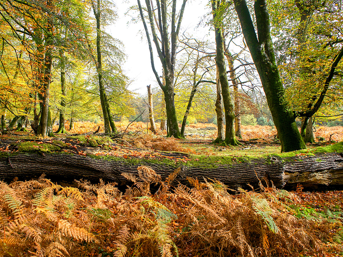 October Autumn in New England