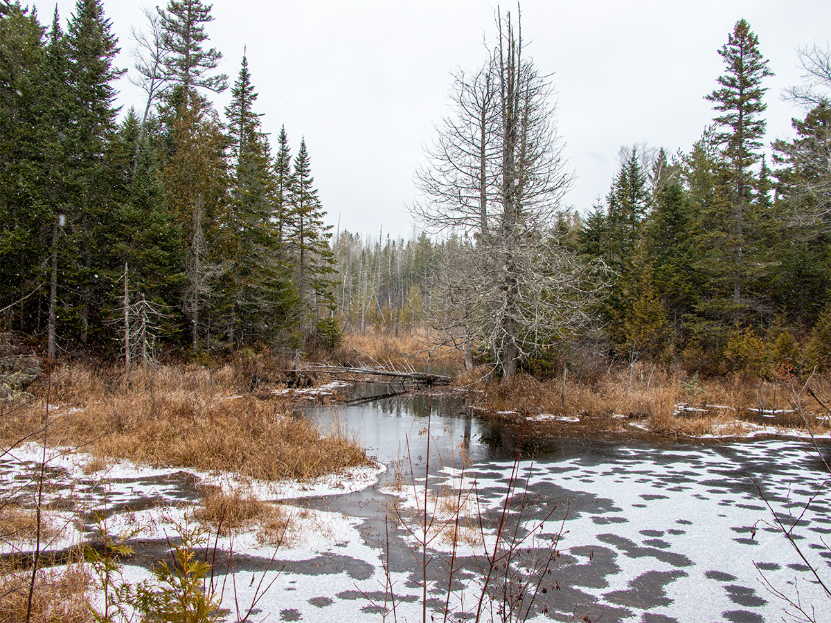 Wetlands Along Narrow Gauge Pathway
