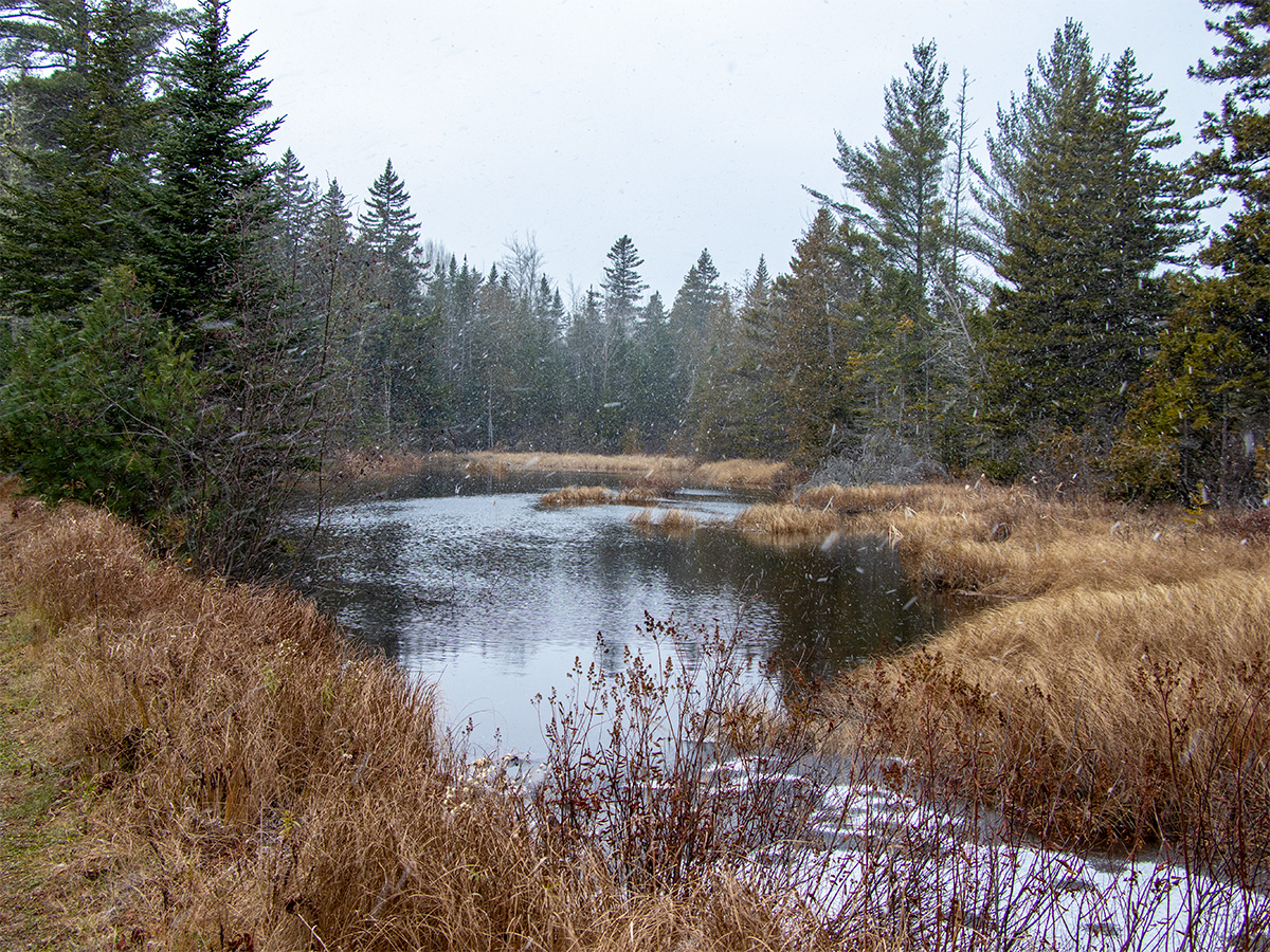 Wetlands Along Narrow Gauge Pathway