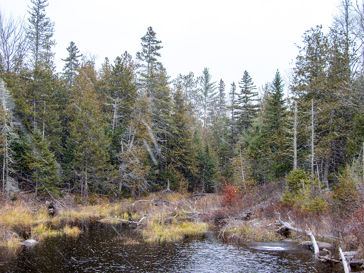 Wetlands Along Narrow Gauge Pathway