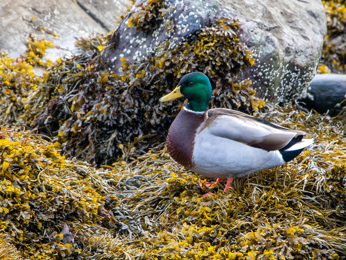 Mallard in Camden Harbor