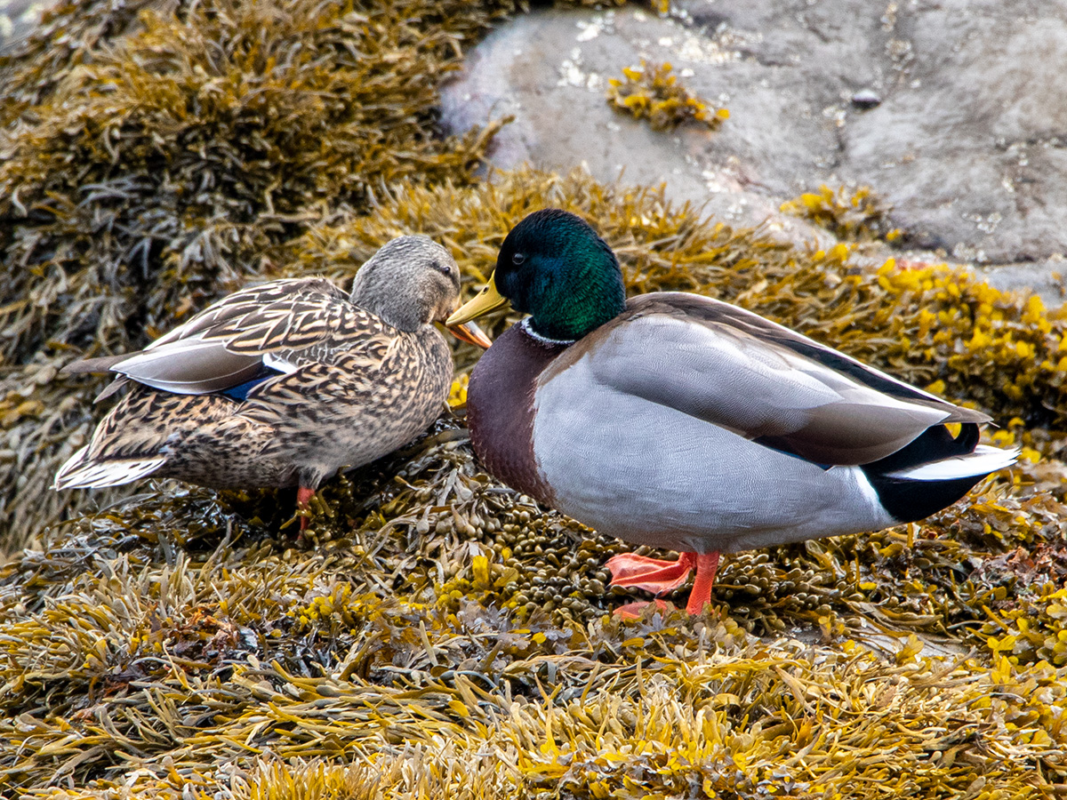 Male & Female Mallards